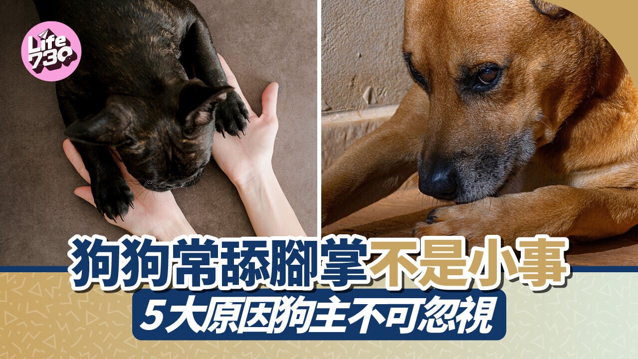 狗狗常舔腳掌不是小事　5大原因狗主不可忽視