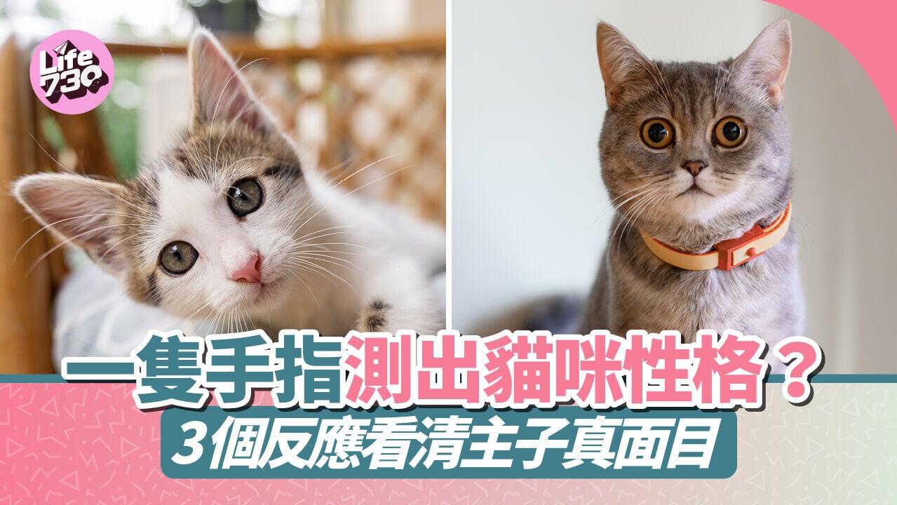 一隻手指測出貓咪性格？3個反應看清主子真面目