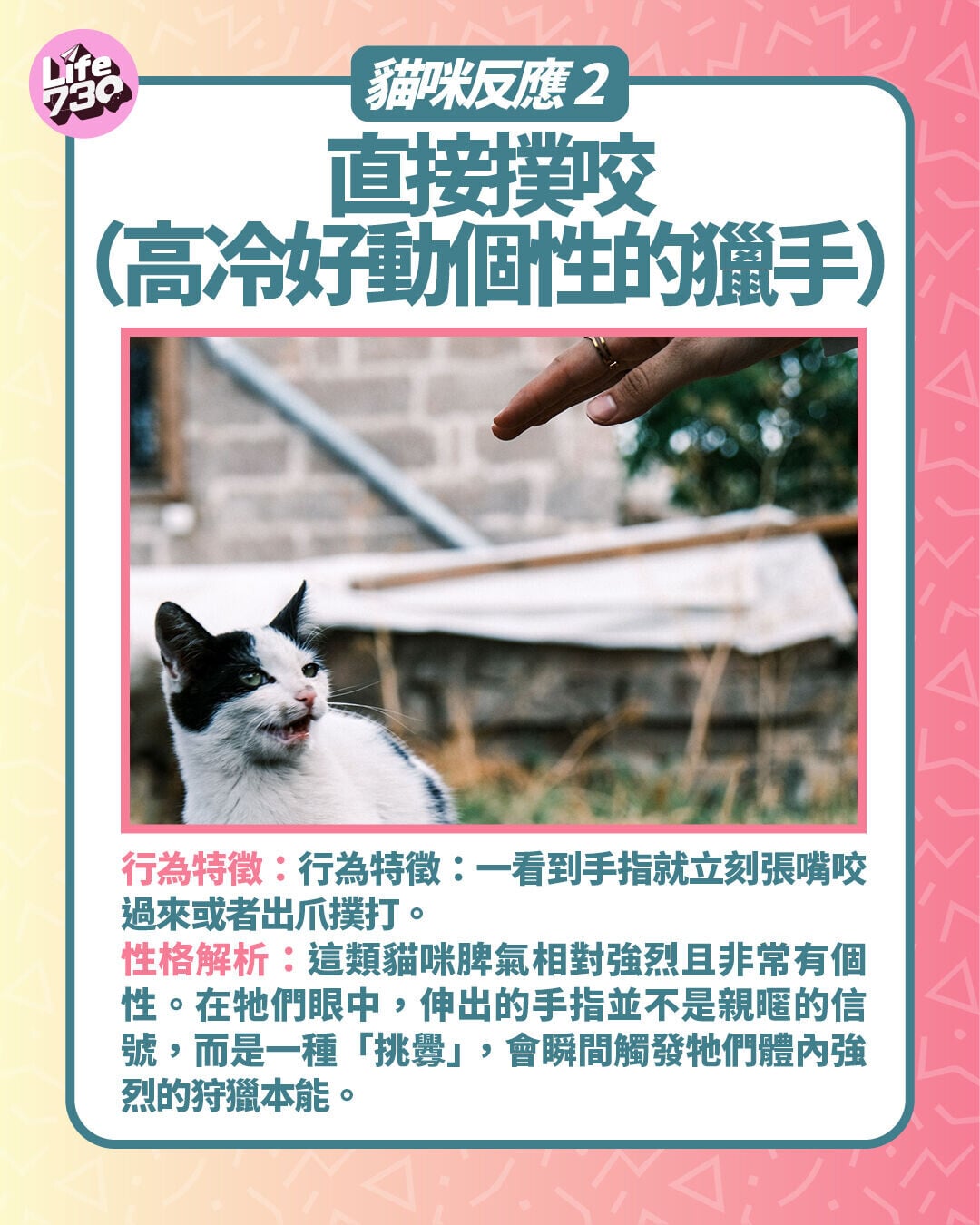 貓咪反應2. 直接撲咬(高冷好動個性的獵手)