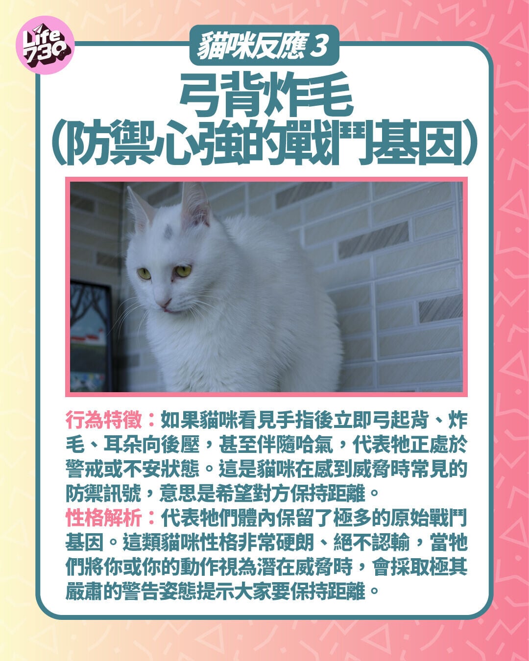 貓咪反應3. 弓背炸毛(防禦心強的戰鬥基因)