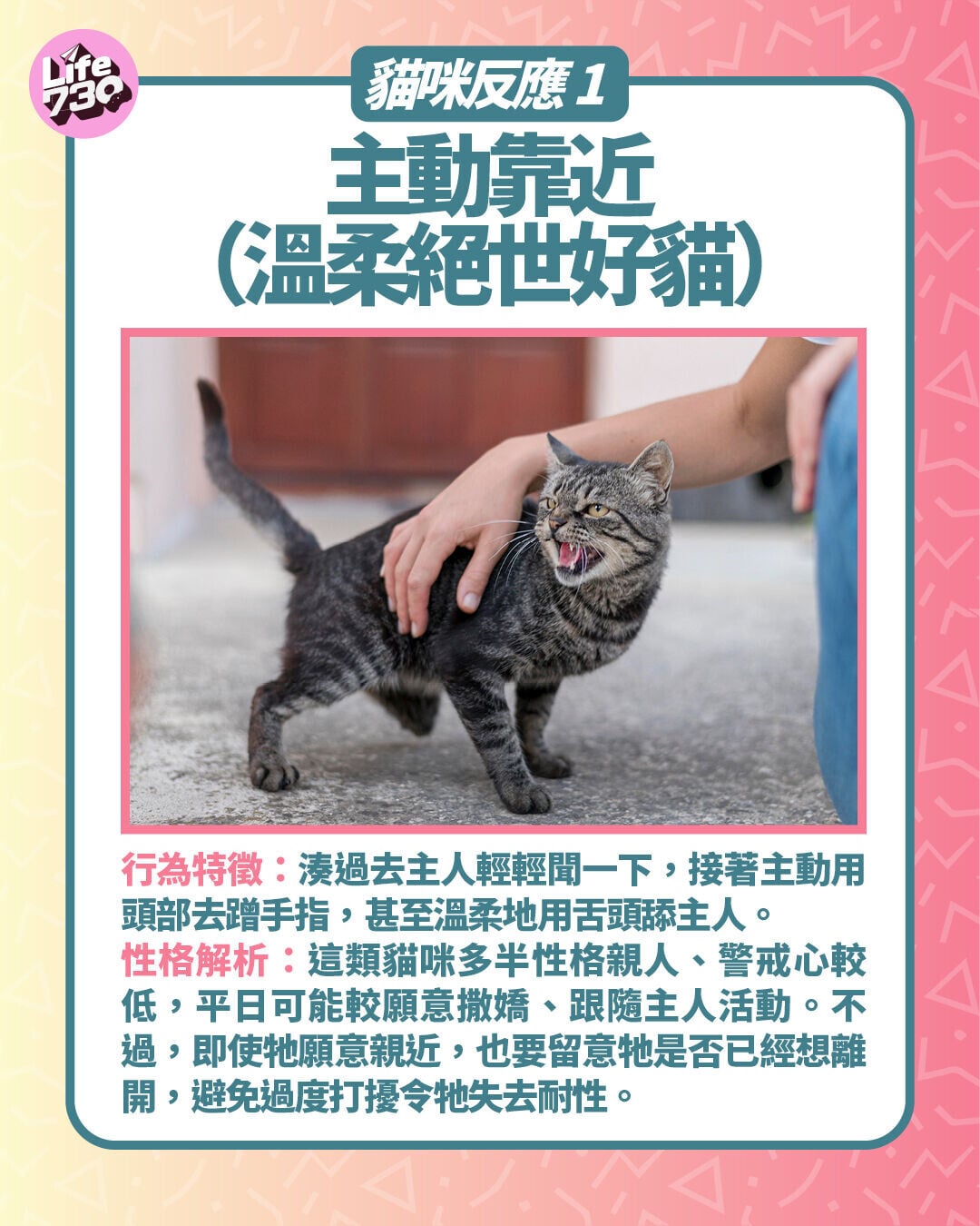 貓咪反應1. 主動靠近(溫柔絕世好貓)