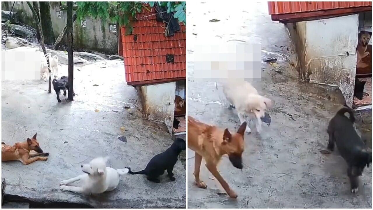 西摩突然倒地猝逝，同伴全都衝上前哀嚎，網民：牠們都懂。(微博)