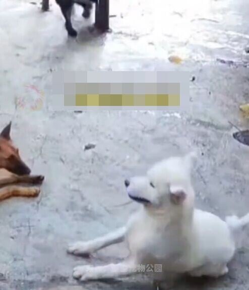 白色西摩犬原本靜靜躺在地上休息,詎料下一秒突然身體一僵、倒地不起。(微博)