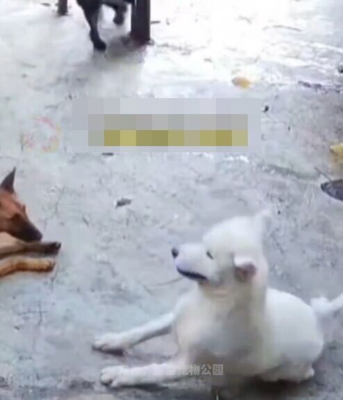 白色西摩犬原本靜靜躺在地上休息,詎料下一秒突然身體一僵、倒地不起。(微博)