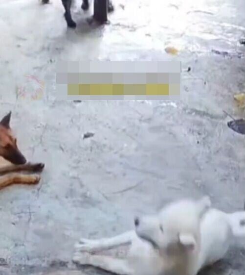 白色西摩犬原本靜靜躺在地上休息,詎料下一秒突然身體一僵、倒地不起。(微博)