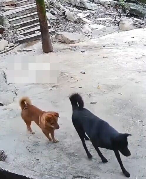 附近數隻狗狗幾乎在第一時間衝上前,接著其他角落的狗狗也趕去查看。(微博)