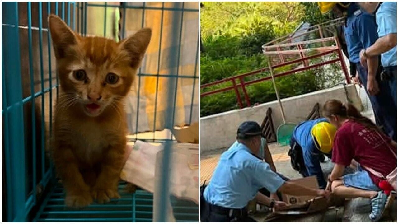 赤柱馬坑邨貓B困水渠，警員消防愛協趴地合力救出。(FB/赤柱街坊八1八（Stanley 818）)