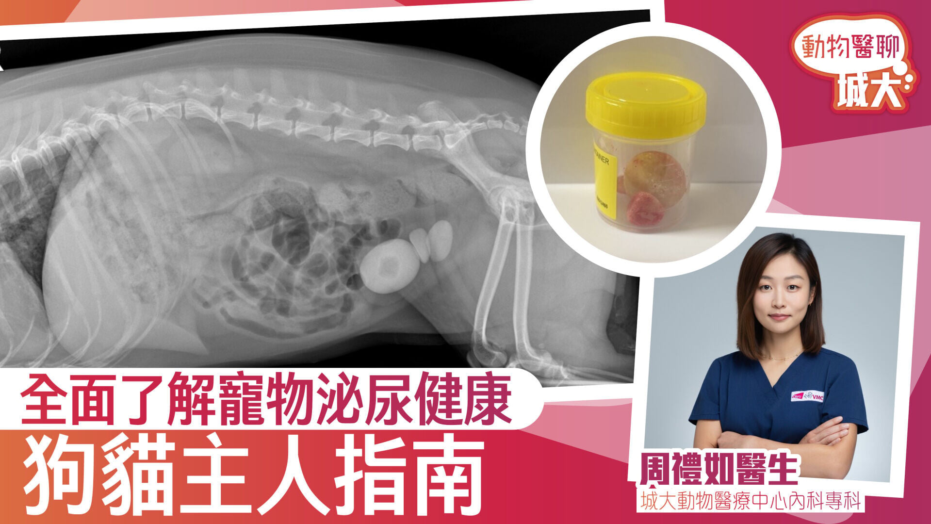 全面了解寵物泌尿健康：狗貓主人指南