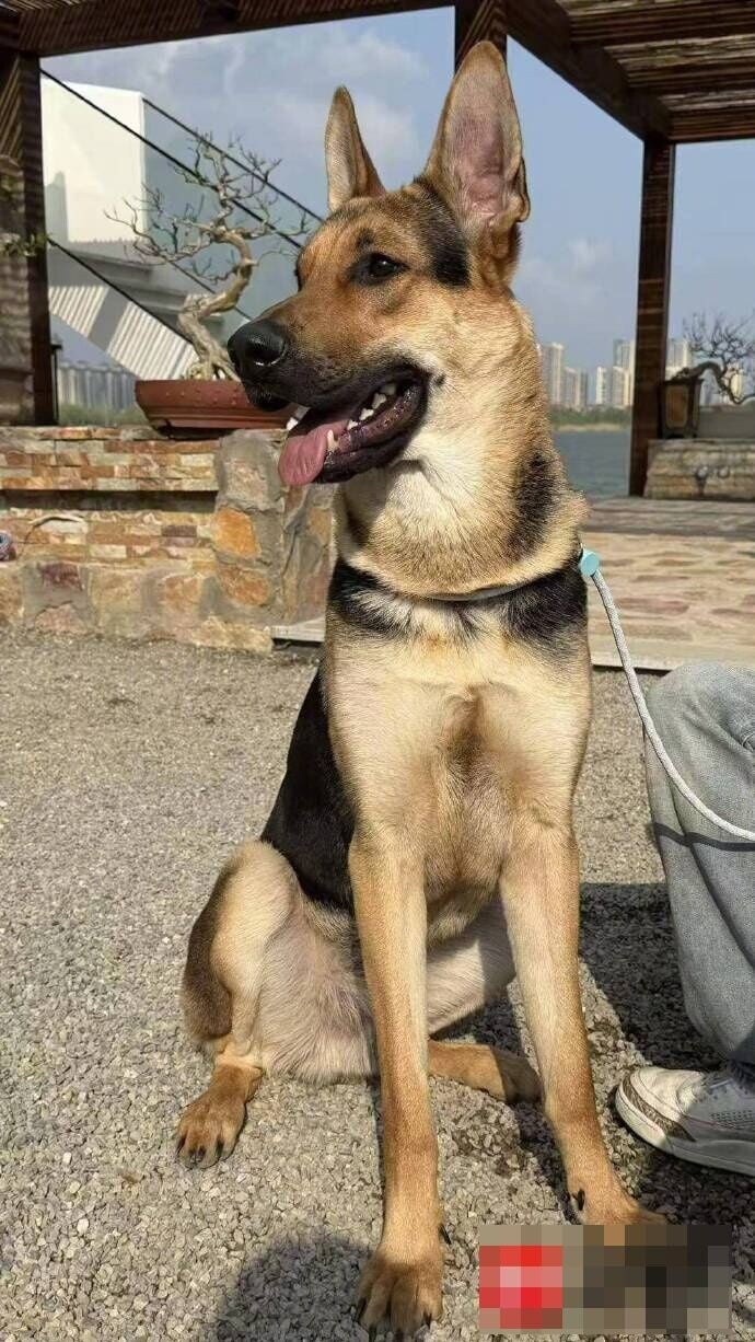 女事主的愛犬。(微博)