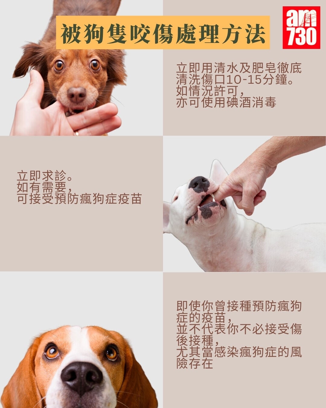 被狗隻咬傷處理方法+瘋狗症症狀及潛伏期(am730製圖)