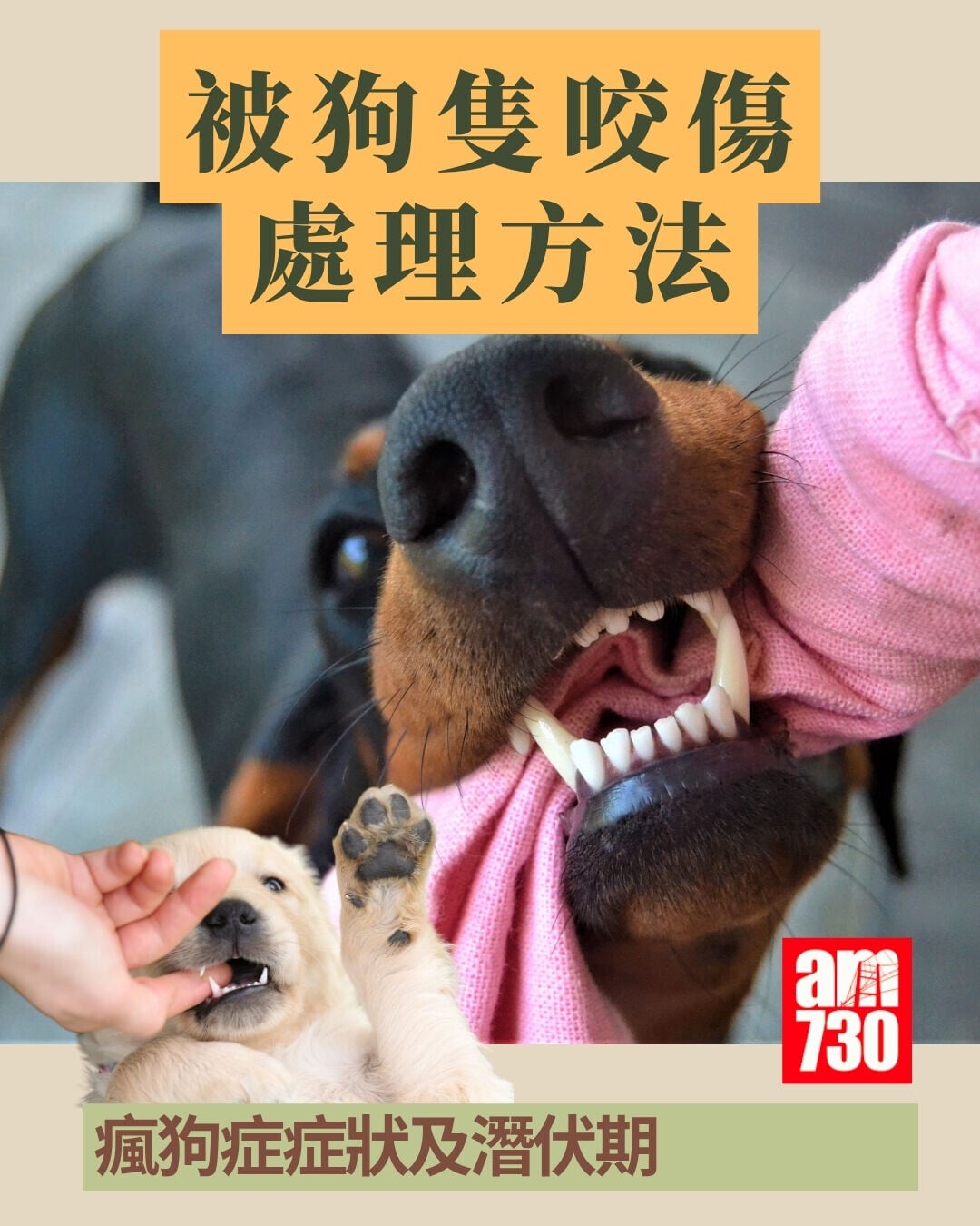 被狗隻咬傷處理方法+瘋狗症症狀及潛伏期(am730製圖)