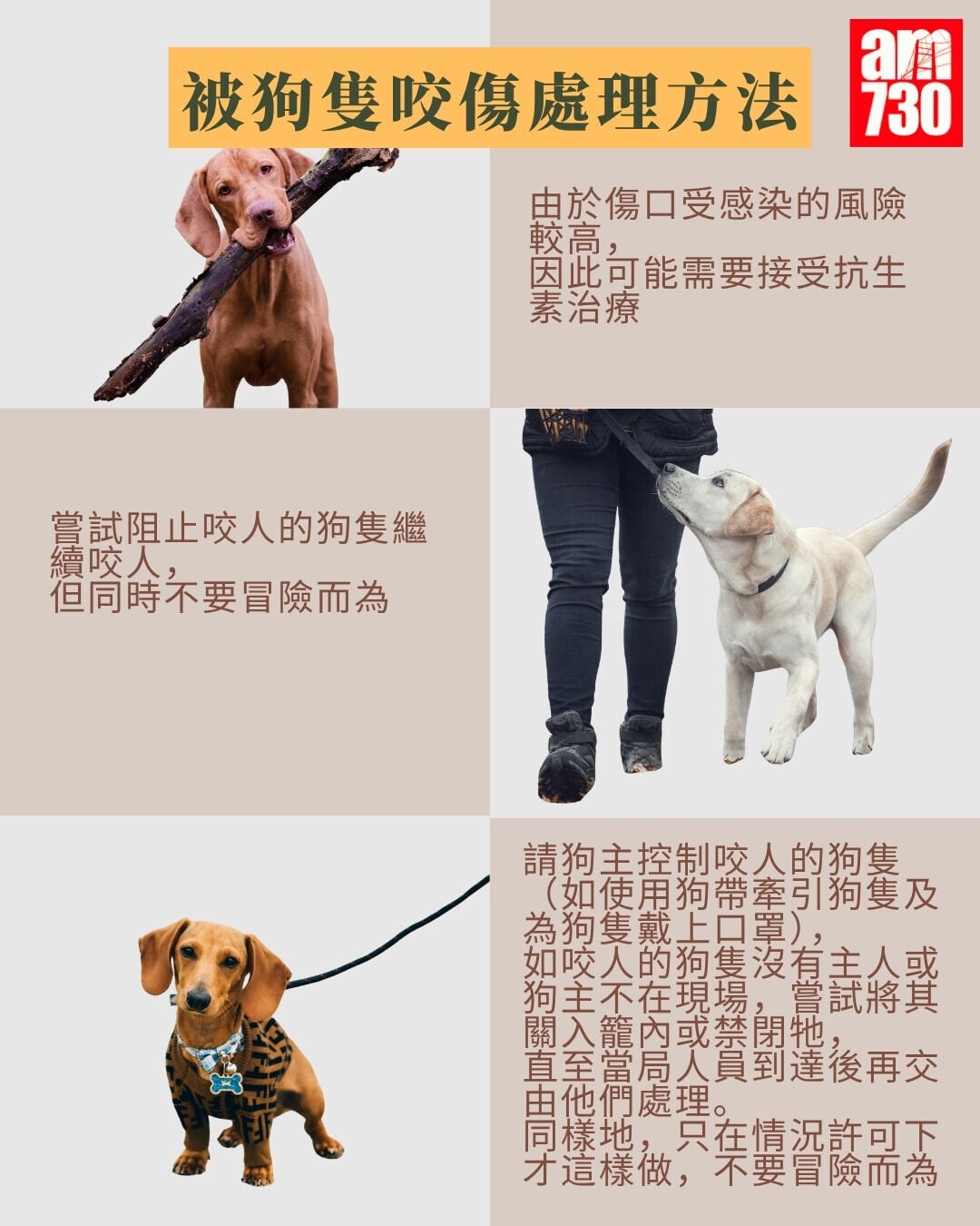 被狗隻咬傷處理方法+瘋狗症症狀及潛伏期(am730製圖)