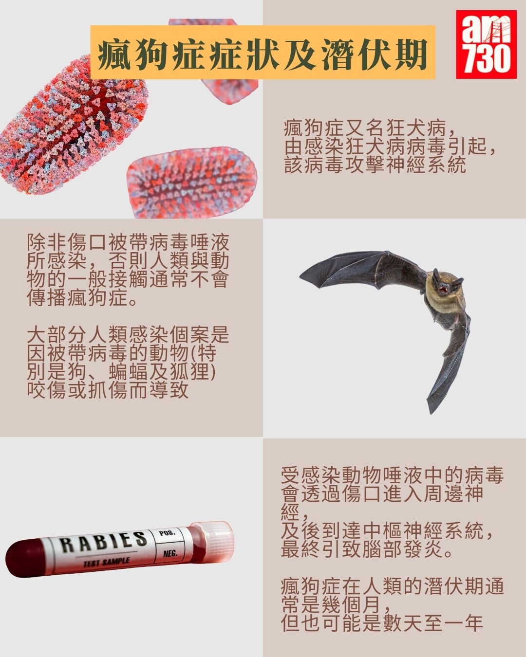 被狗隻咬傷處理方法+瘋狗症症狀及潛伏期(am730製圖)