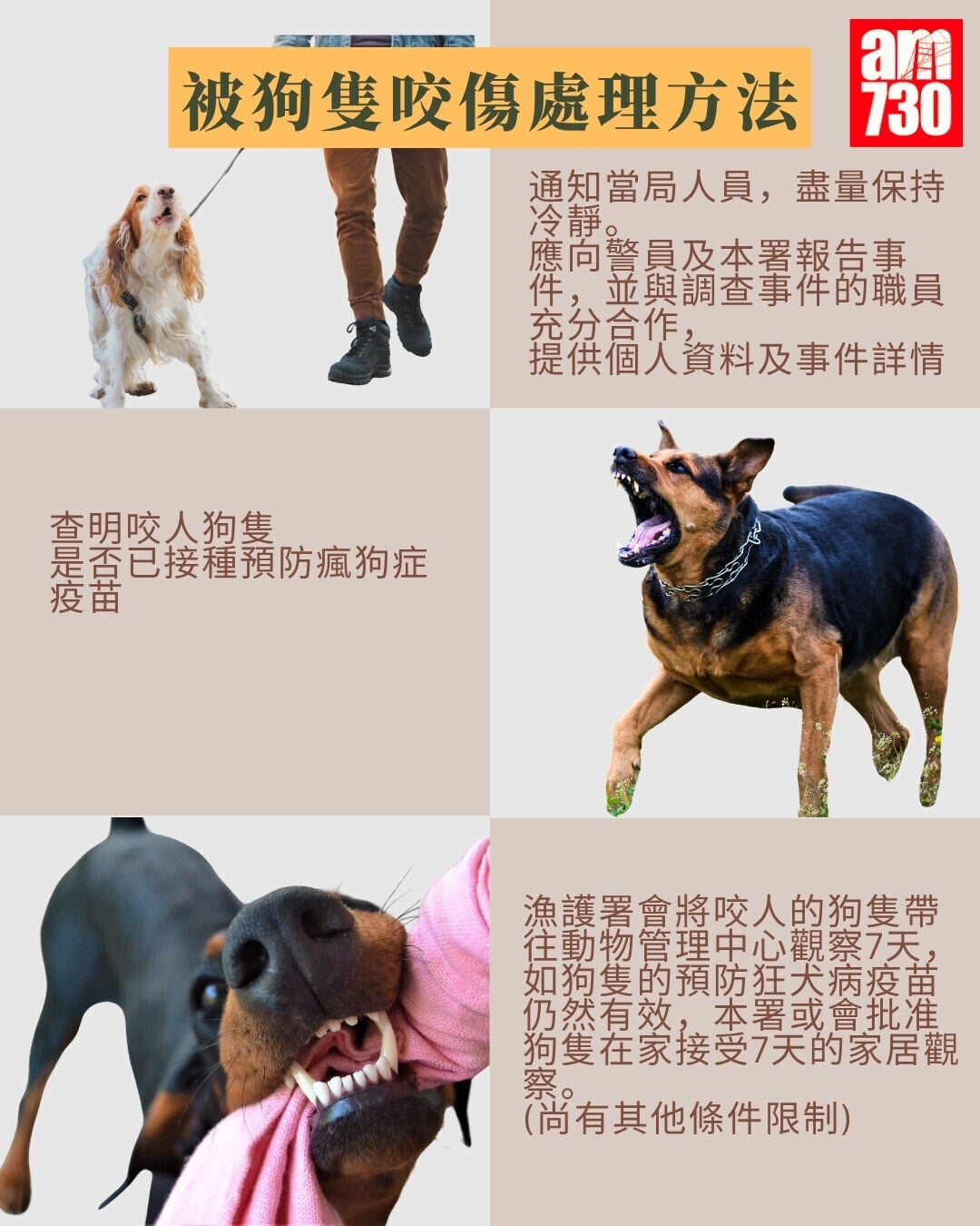 被狗隻咬傷處理方法+瘋狗症症狀及潛伏期(am730製圖)