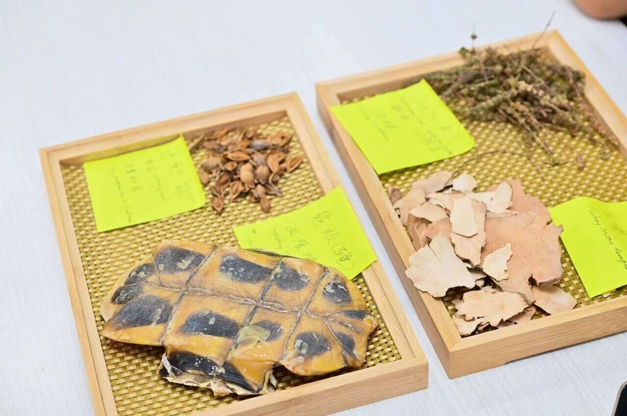 嚴女士向學生展示龜苓膏的藥材成分