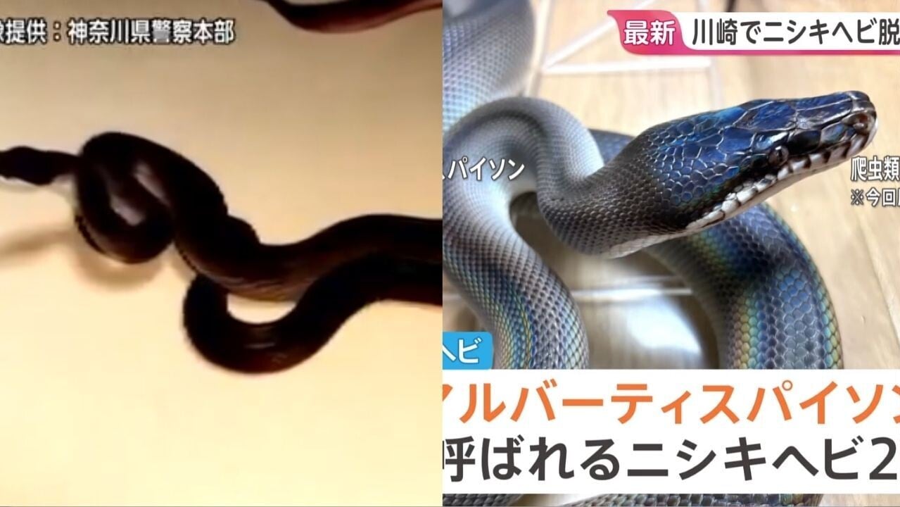2條2米蟒蛇「離家出走」川崎男報警　鄰近JR南部線稻田堤站