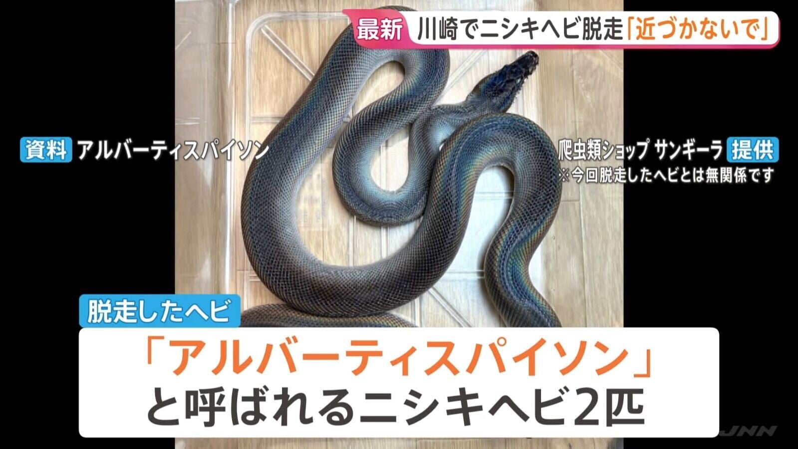 日本神奈川縣川崎市,一男子飼養的兩條蟒蛇走失