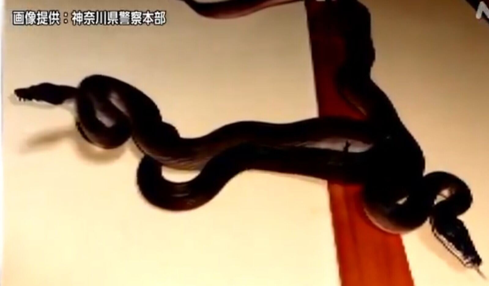 走失的白吻蟒身長2米,無毒