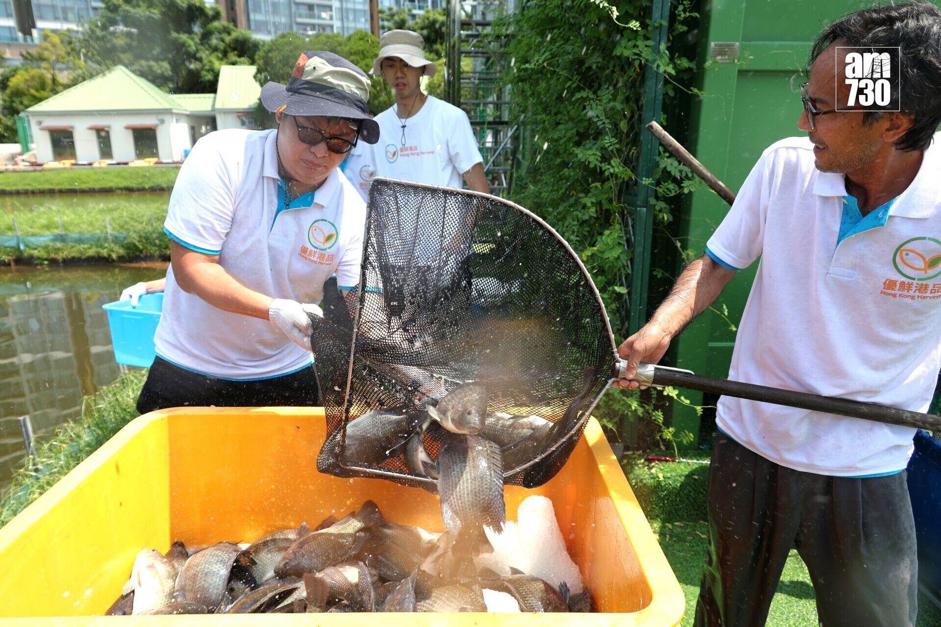 集裝箱生態養殖系統 的羅非魚收魚4