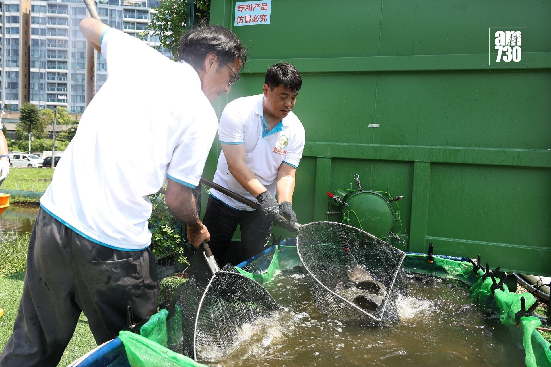 集裝箱生態養殖系統 的羅非魚收魚2