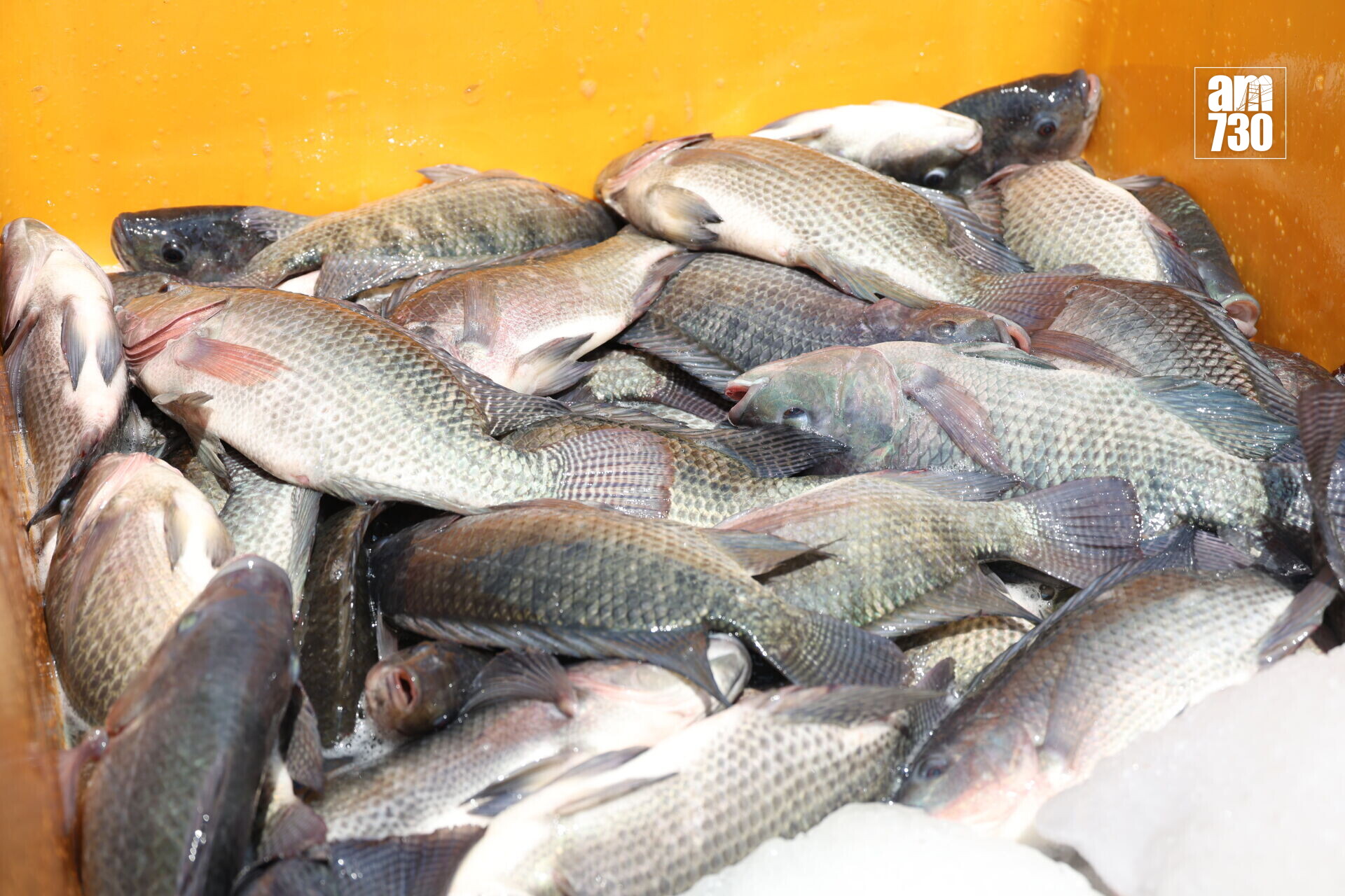集裝箱生態養殖系統 的寶石魚