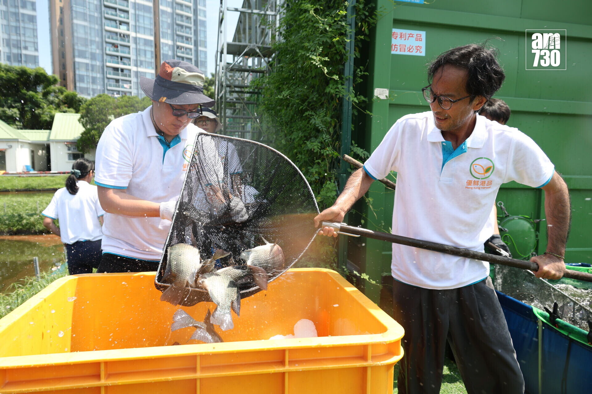 集裝箱生態養殖系統 的羅非魚收魚3