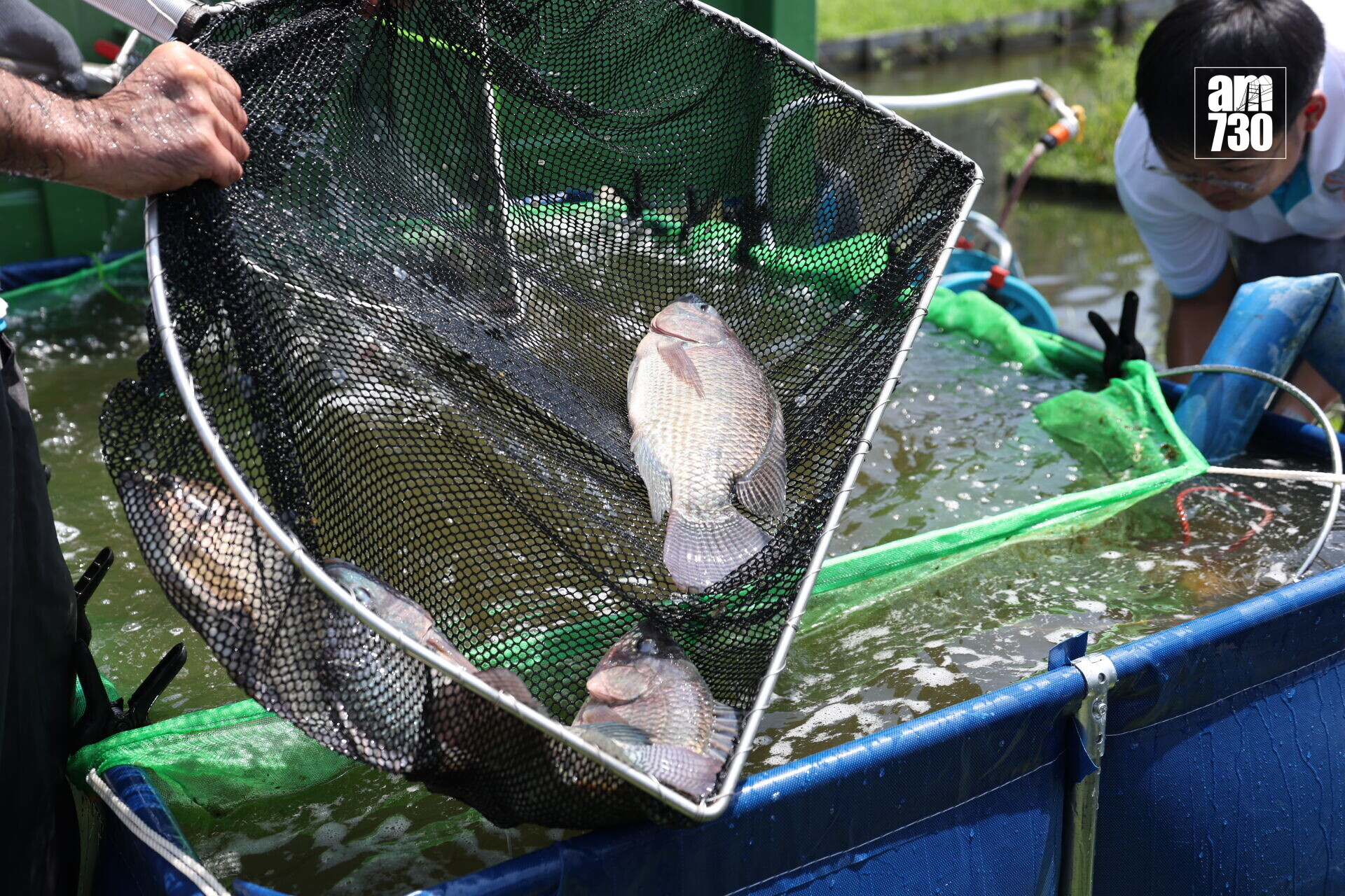 集裝箱生態養殖系統 的羅非魚