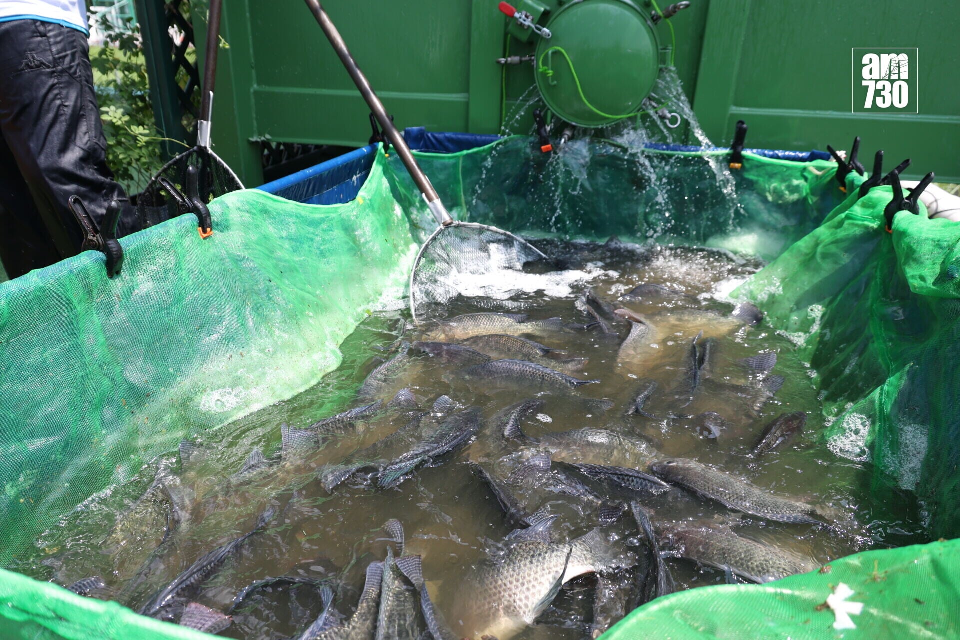 集裝箱生態養殖系統 的羅非魚放魚