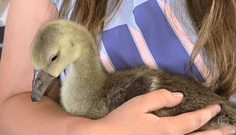 Goosey被領養時。(YT)