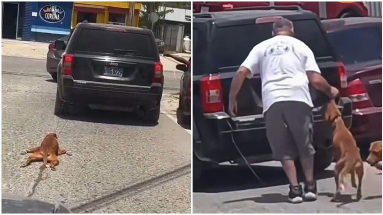 賤男車尾綁狗拖行，粗暴扯耳塞車尾箱惹公憤。(X)