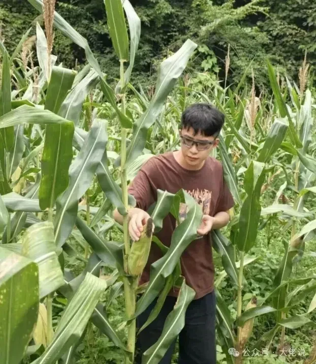 寧博宇離開華為後,短暫回鄉收割銷售粟米