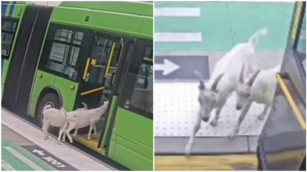 山羊兄弟離家逛街，公然逃票搭巴士被趕落車。(IG)
