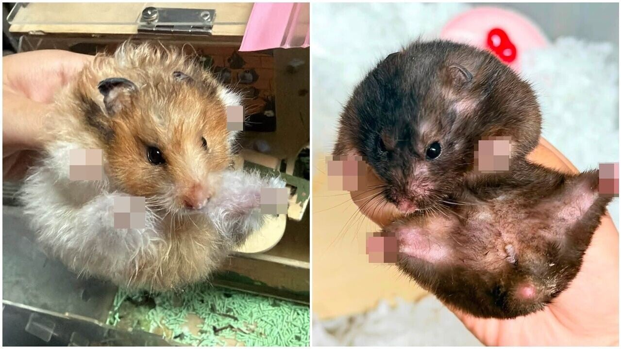 深水埗兩倉鼠遭遺棄，四肢殘缺疑遭虐待，動物組織報警。(FB/珍奶倉鼠幼稚園－校務處)