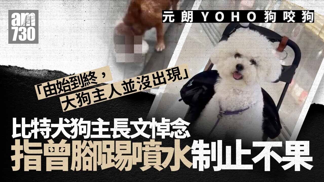 元朗YOHO大狗失控咬死細狗　比熊犬「薇薇」狗主發文悼念指曾腳踢噴水制止