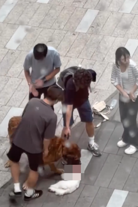元朗YOHO大狗失控咬死細狗,目擊者發文尋「無良狗主」。(Threads)