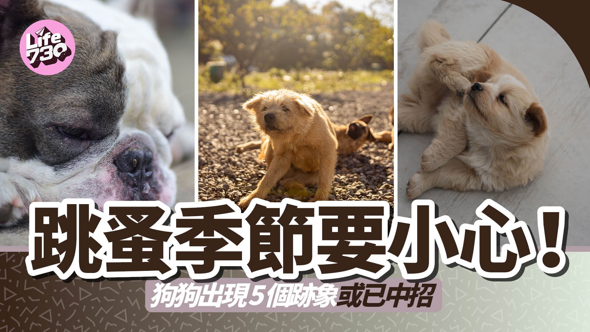 跳蚤季節要小心！狗狗出現5個跡象或已中招