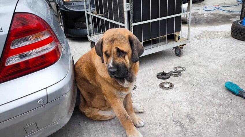 大狗狗主向動物保護組織「毛守救援」表示大狗是一隻混種西班牙藏獒(受訪者提供/香港動物報)