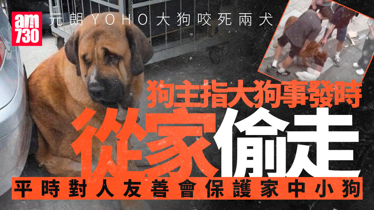 元朗YOHO大狗咬死兩犬　狗主稱大狗為混種藏獒當時是偷走