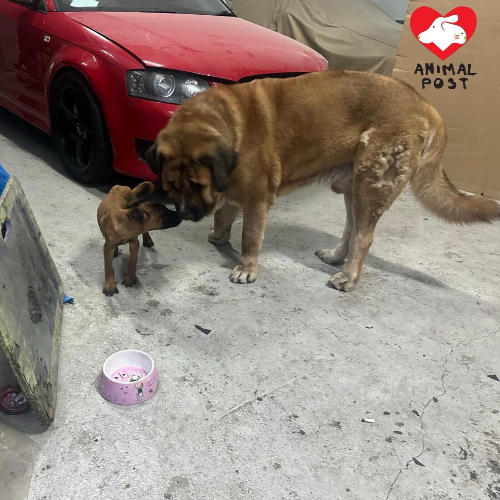 大狗狗主向動物保護組織「毛守救援」表示大狗是一隻混種西班牙藏獒(受訪者提供/香港動物報)