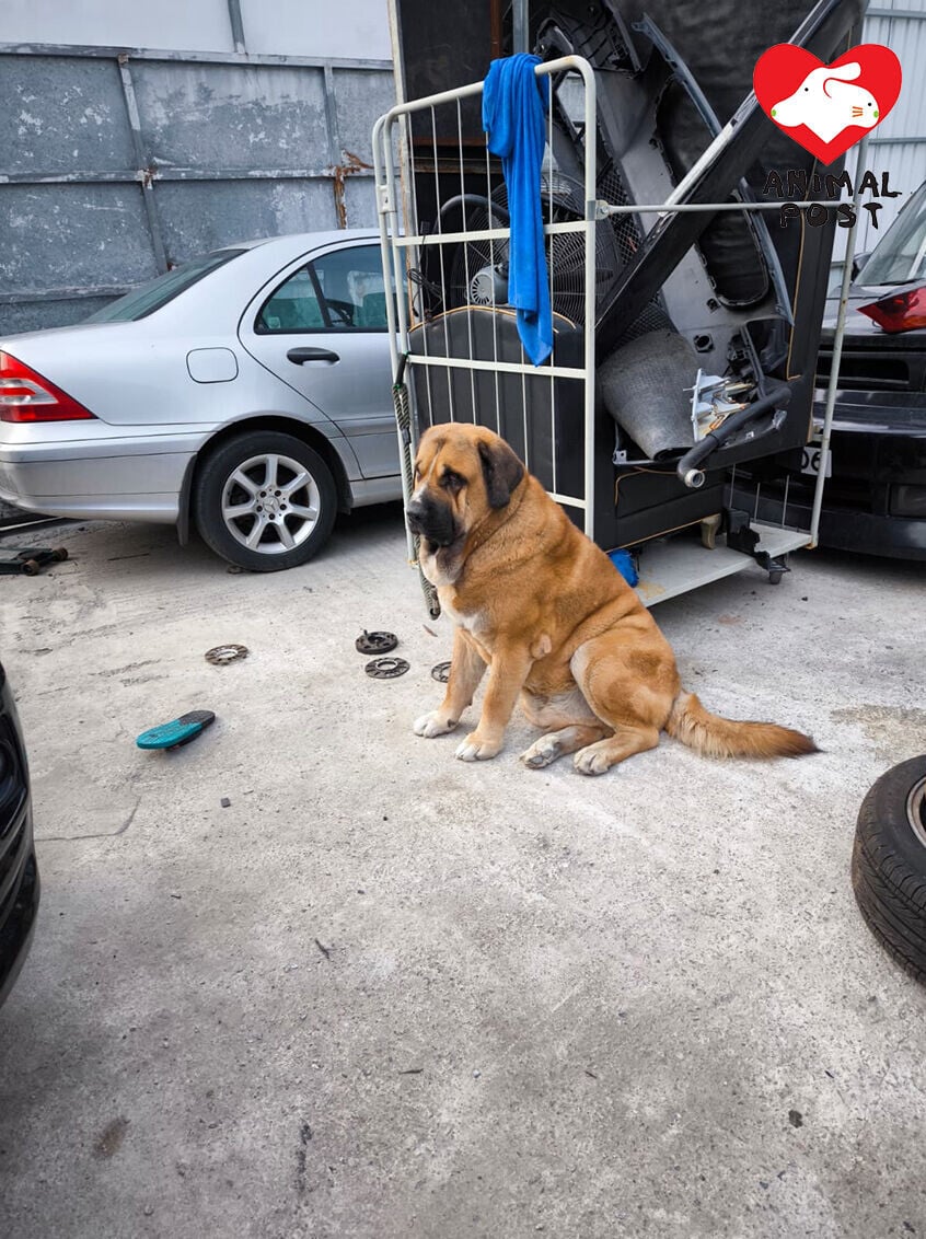 大狗狗主向動物保護組織「毛守救援」表示大狗是一隻混種西班牙藏獒(受訪者提供/香港動物報)