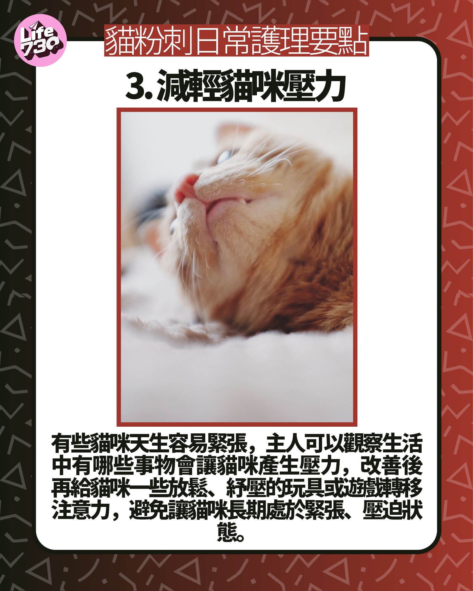 貓粉刺日常護理要點3. 減輕貓咪壓力