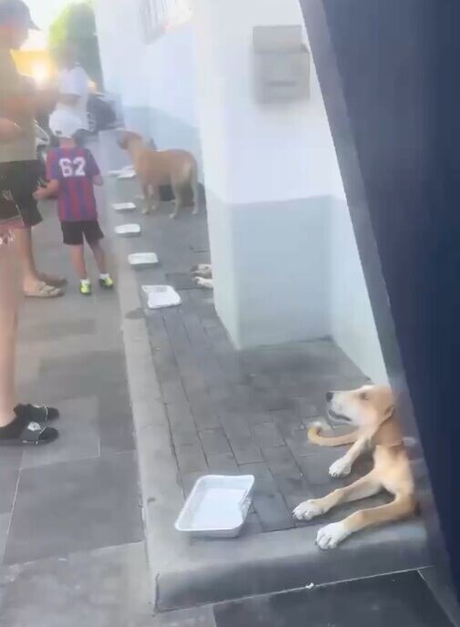 一些顧客則為牠們帶來飼料和水,讓狗狗得以避開近日高溫酷暑。(X)