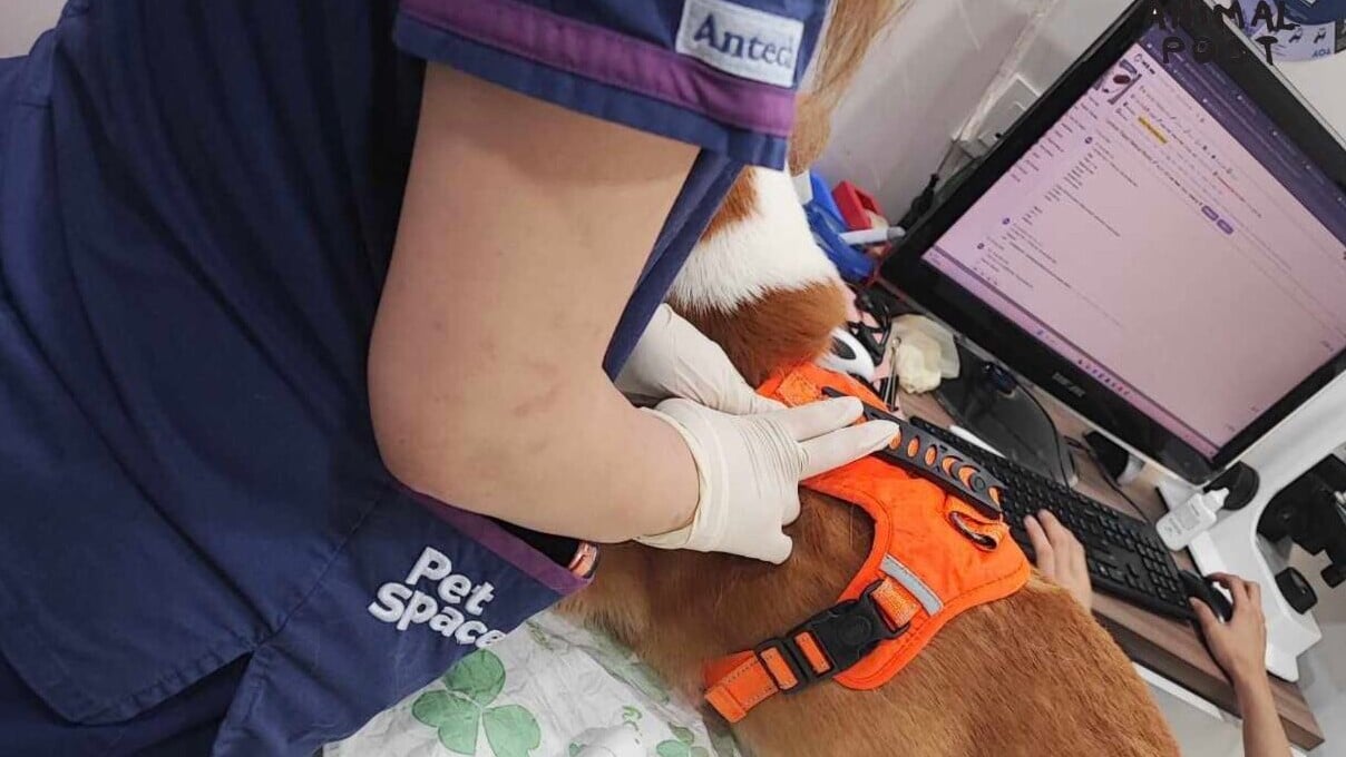 元朗YOHO MALL一隻大狗咬死兩隻細狗，大狗上月亦曾咬傷一隻哥基犬（香港動物報圖片）