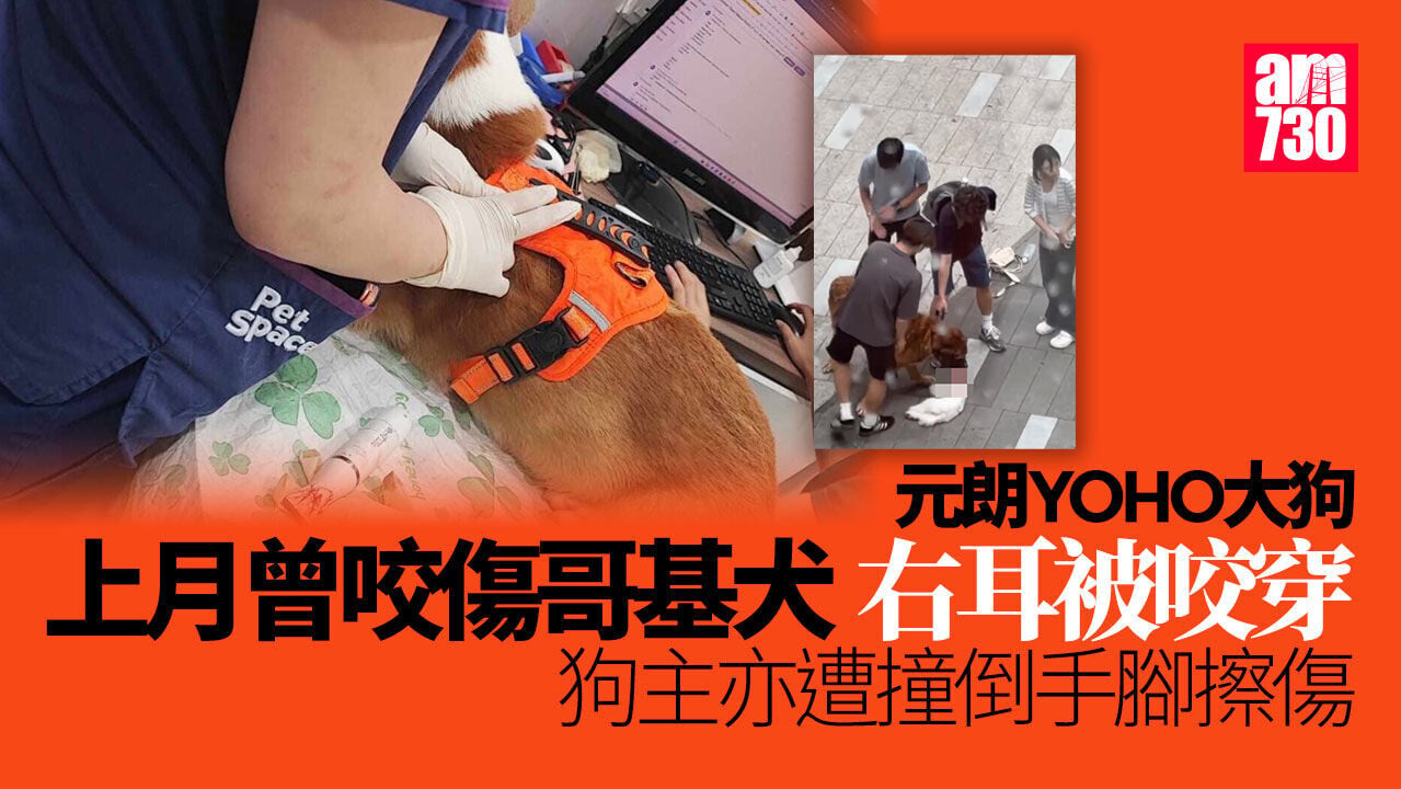 元朗YOHO大狗上月曾咬傷哥基　狗主稱是無預警下突然攻擊