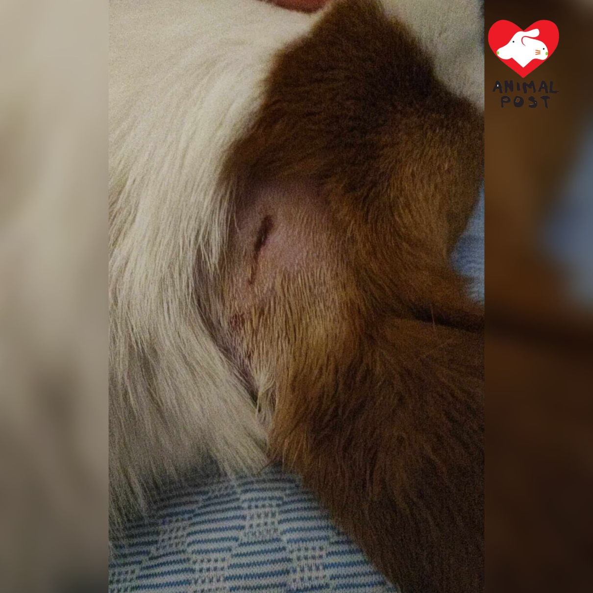元朗YOHO MALL一隻大狗咬死兩隻細狗,大狗上月亦曾咬傷一隻哥基犬(香港動物報圖片)