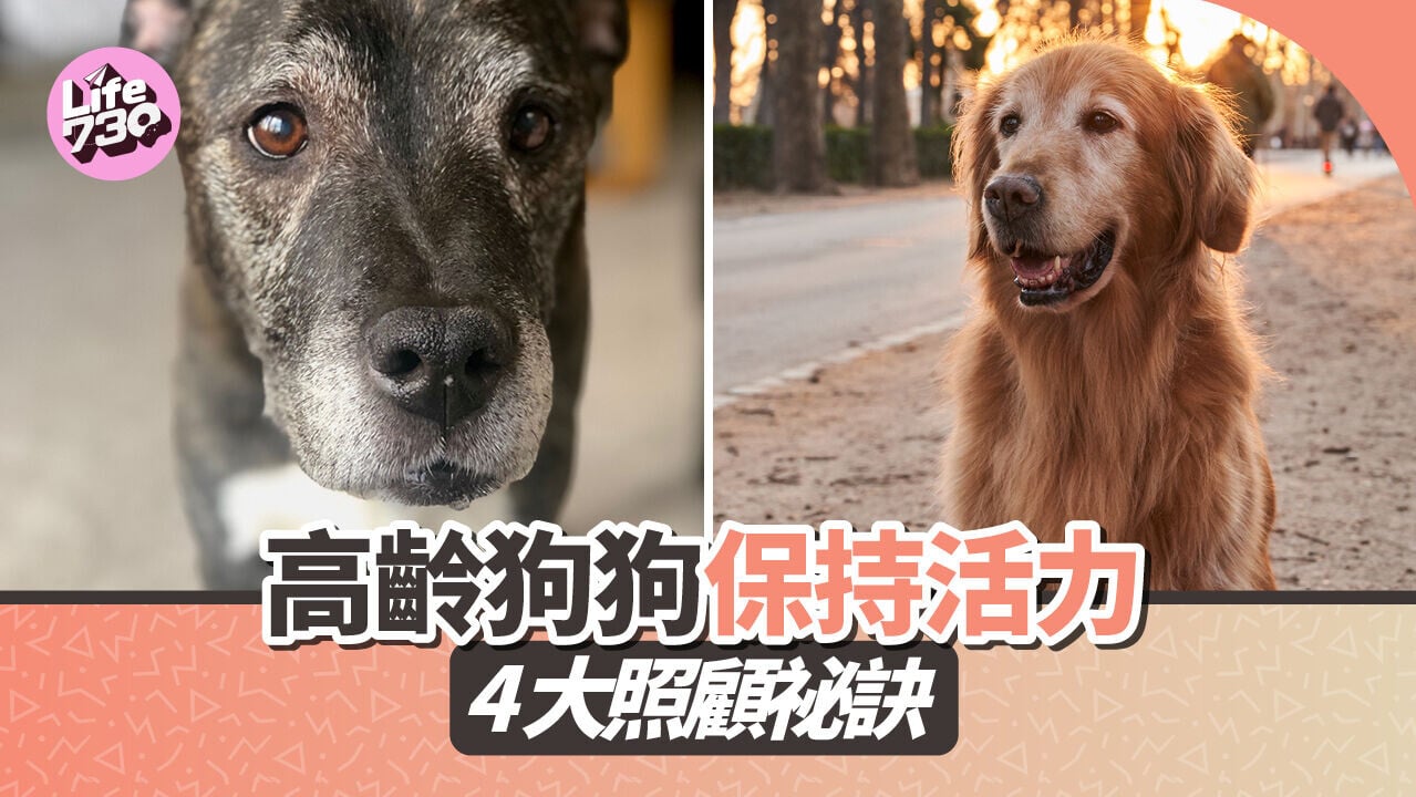 高齡狗狗保持活力 4 大照顧祕訣