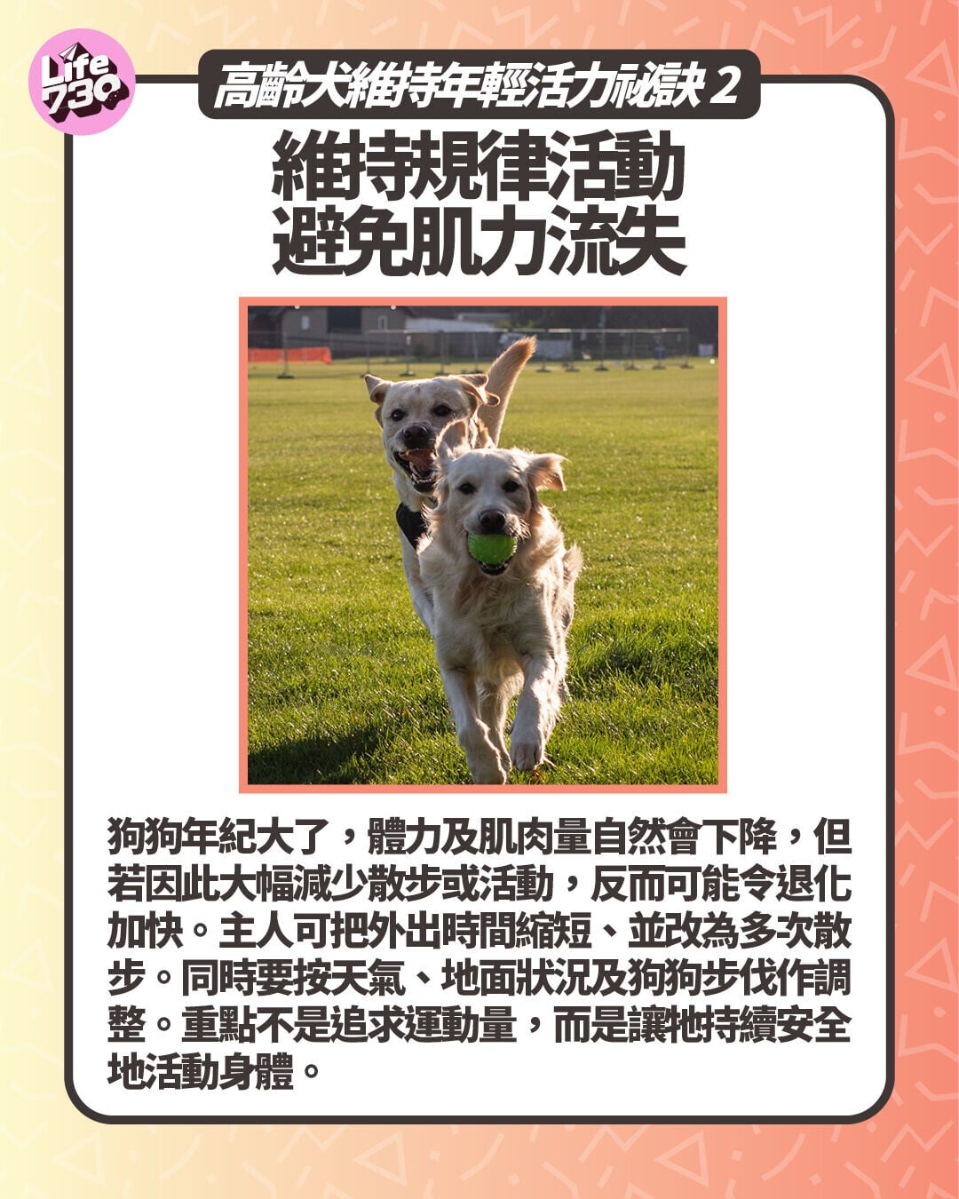 高齡犬維持年輕活力祕訣2. 維持規律活動 避免肌力流失