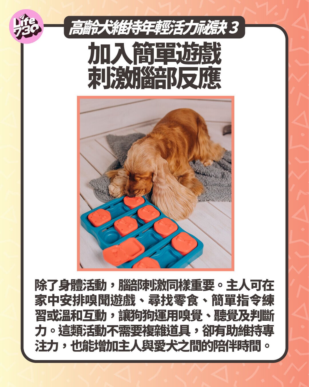 高齡犬維持年輕活力祕訣3. 加入簡單遊戲 刺激腦部反應
