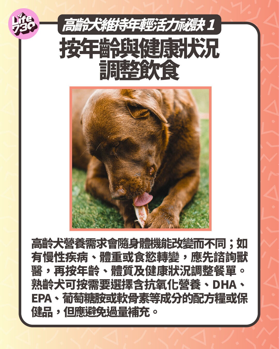 高齡犬維持年輕活力祕訣1. 按年齡與健康狀況調整飲食