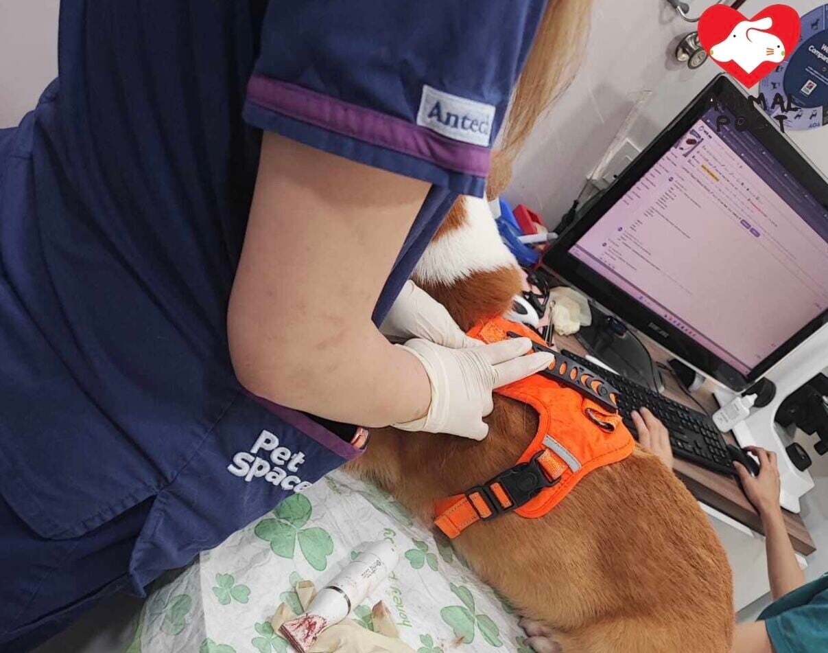 元朗YOHO MALL一隻大狗咬死兩隻細狗,大狗上月亦曾咬傷一隻哥基犬(香港動物報圖片)